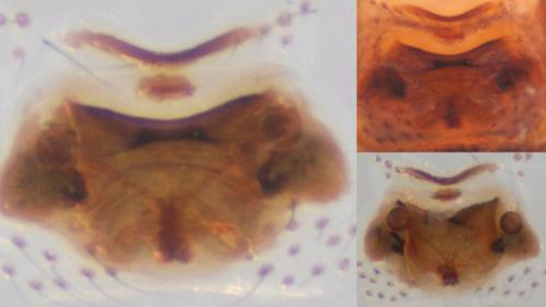 Réf. 128 020 : Crustulina guttata