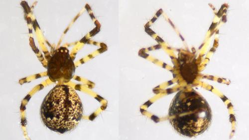 Cryptachaea riparia