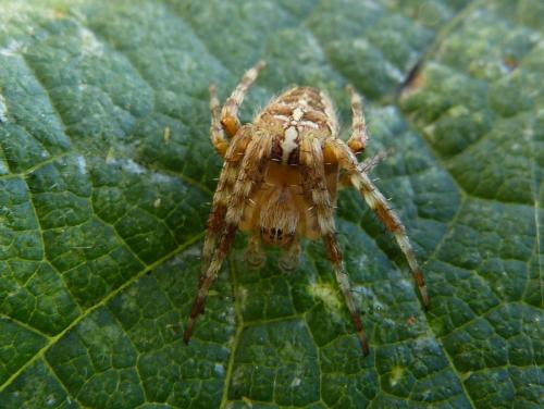 Araneus diadematus
