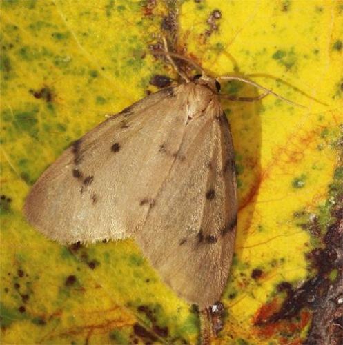 Paidia rica
