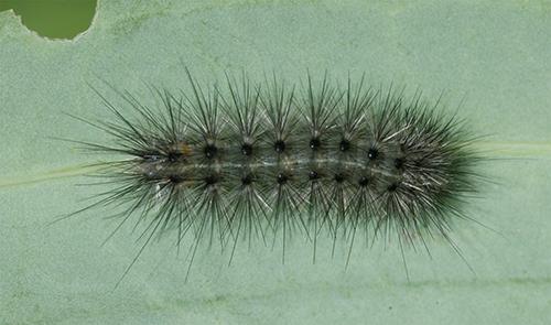 Diaphora mendica