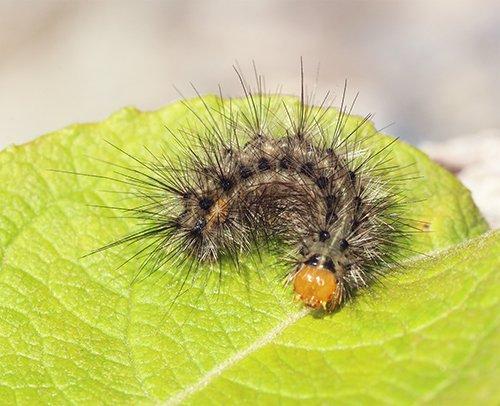 Diaphora mendica