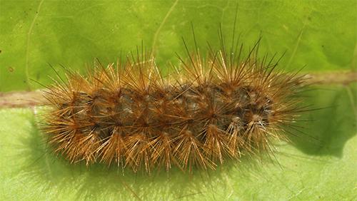 Diaphora mendica