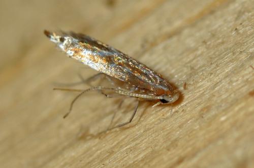 Réf. 128 783 : Phyllonorycter sp.