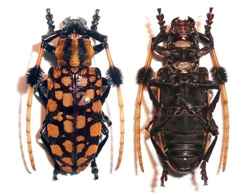 Réf. 128 773 : Aristobia approximator