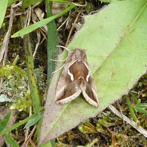 Macdunnoughia confusa