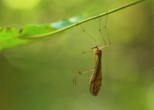 Réf. 128 713 : Bittacus hageni