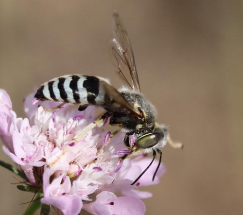 Réf. 128 794 : Bembix oculata