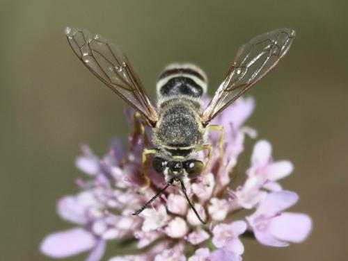 Bembix oculata