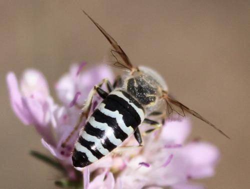 Bembix oculata