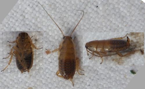 Ectobius sp.