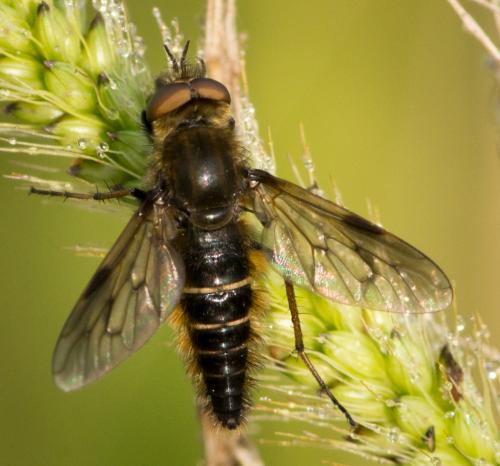 Thereva sp.