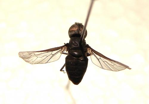 Anthracinae