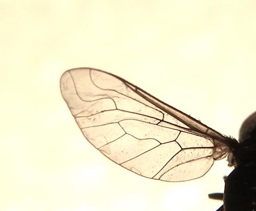 Anthracinae