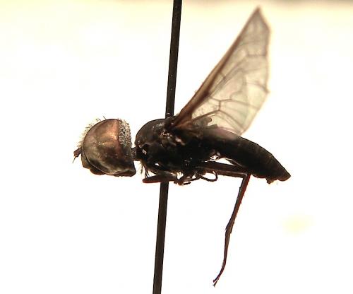 Anthracinae