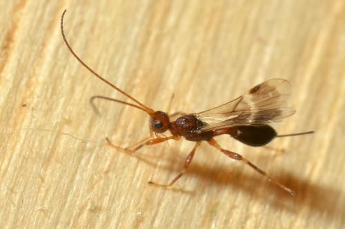 Doryctinae