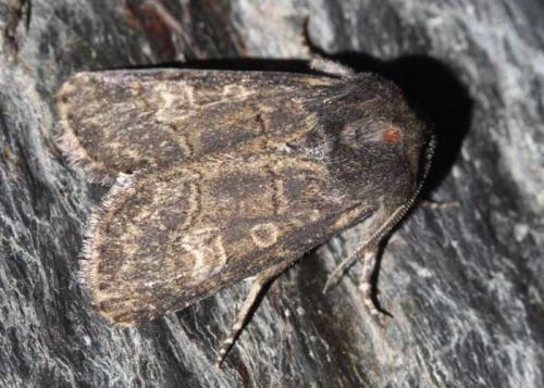 Tholera cespitis
