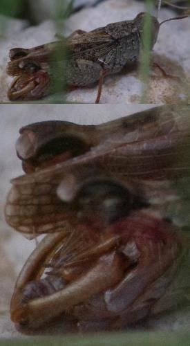 Calliptamus barbarus barbarus