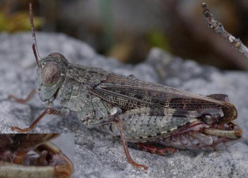 Calliptamus italicus