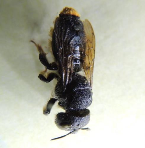 Lithurgus chrysurus