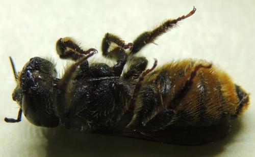 Lithurgus chrysurus