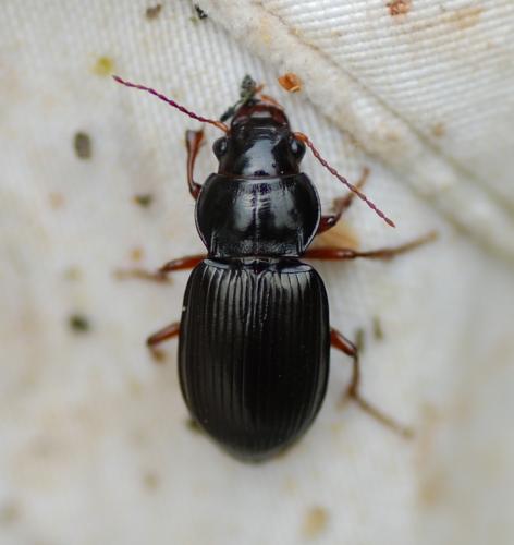 Amara aulica