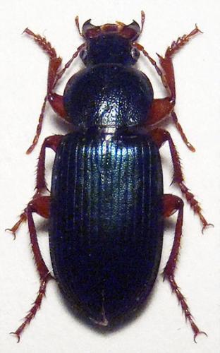 Ophonus ardosiacus