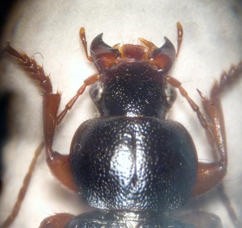 Ophonus ardosiacus