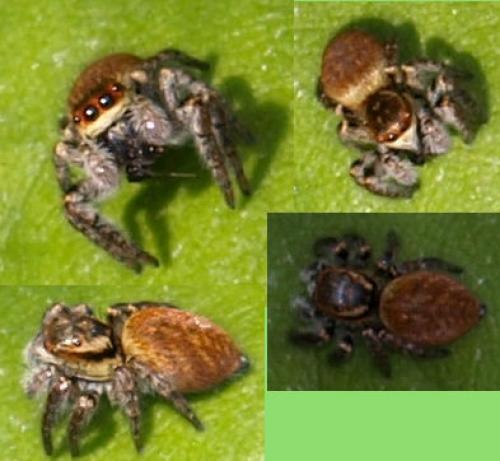 Réf. 128 371 : Carrhotus xanthogramma