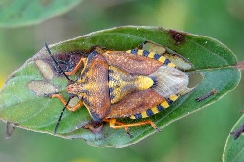 Réf. 128 491 : Carpocoris purpureipennis