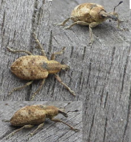 Hypera rumicis
