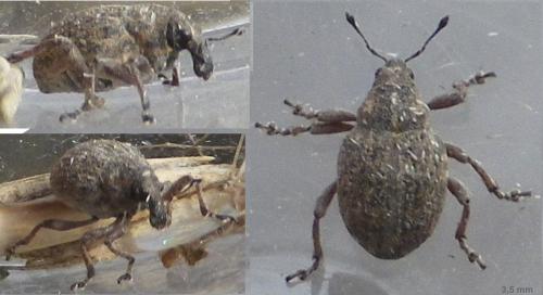 Rhinoncus sp.