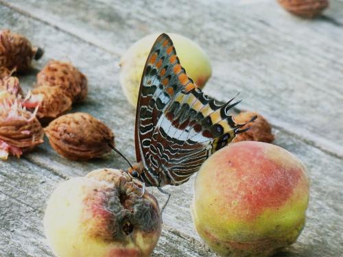 Charaxes jasius