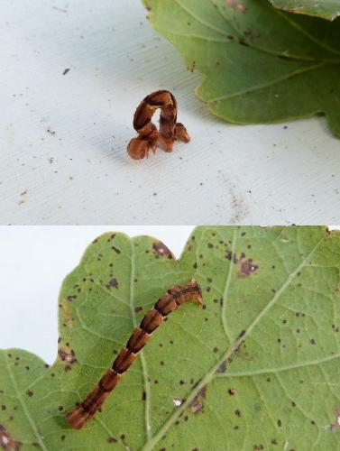 Cyclophora punctaria