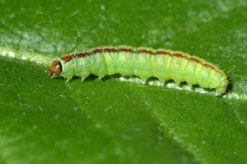 Acrobasis advenella