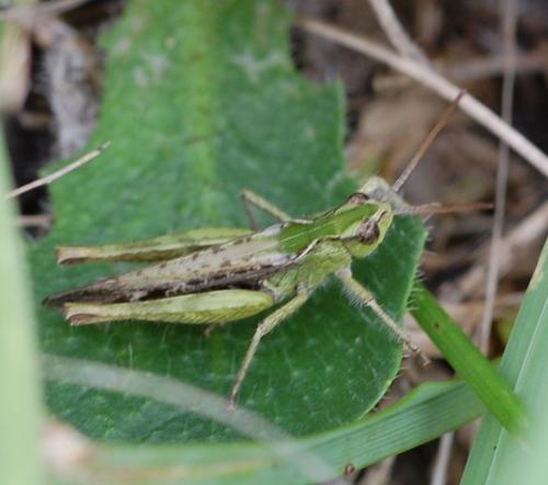 Chorthippus sp.