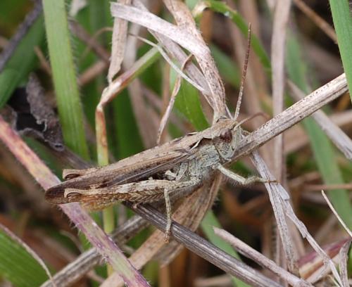 Réf. 128 451 : Chorthippus biguttulus biguttulus
