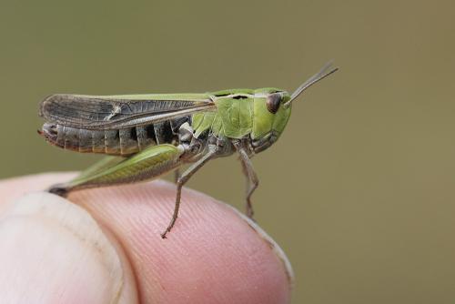 Stenobothrus lineatus lineatus