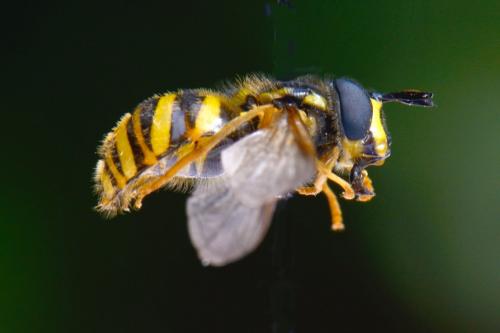 Réf. 128 810 : Chrysotoxum arcuatum