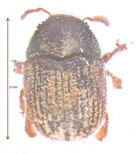 Chramesus sp.