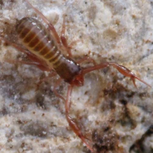 Réf. 128 119 : Ephippiochthonius sp.