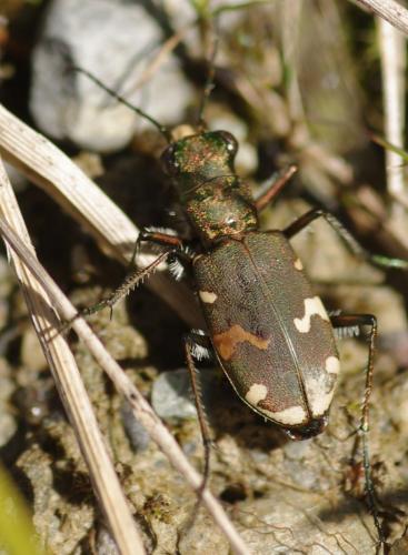 Réf. 128 824 : Cicindela sylvicola