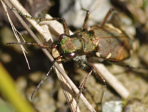 Réf. 128 826 : Cicindela sylvicola