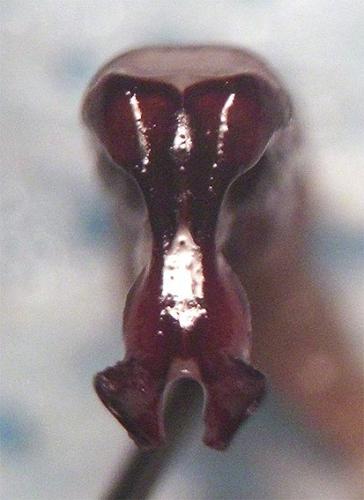 Réf. 128 777 : Protaetia acuminata