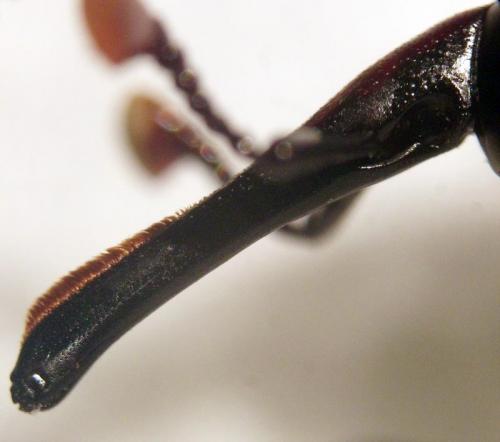 Réf. 128 771 : Rhynchophorus vulneratus