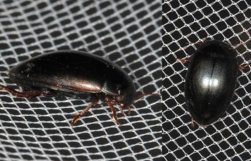 Ilybius sp.