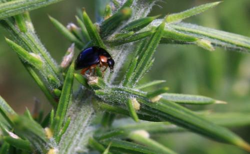 Parexochomus nigromaculatus