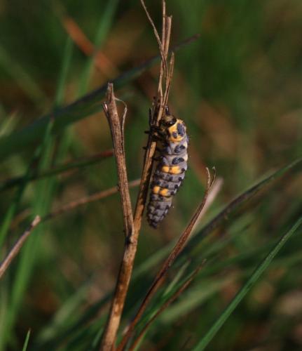Coccinella septempunctata