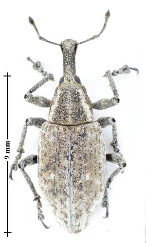 Réf. 128 503 : Lepyrus palustris