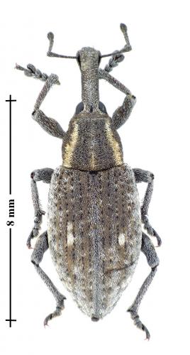 Lepyrus palustris